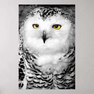 Snowy-Eulen-Plakat-Druck Poster