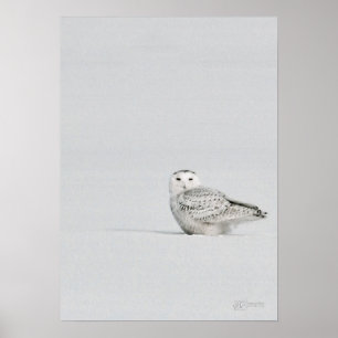 Snowy-Eulen-Plakat Poster