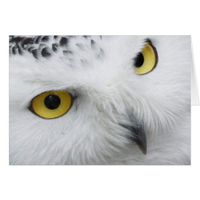 Snowy-Eulenphotographie (Vorderseite (Horizontal))