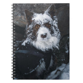 Snowy Face Red Border Collie in Winter Jacket Notizblock
