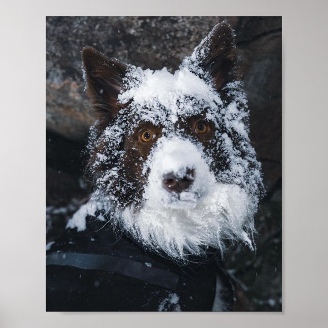Snowy Face Red Border Collie in Winter Jacket Poster (Vorne)