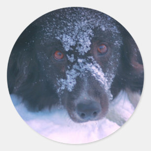 Snowy Faced Border Collie Dog Runder Aufkleber