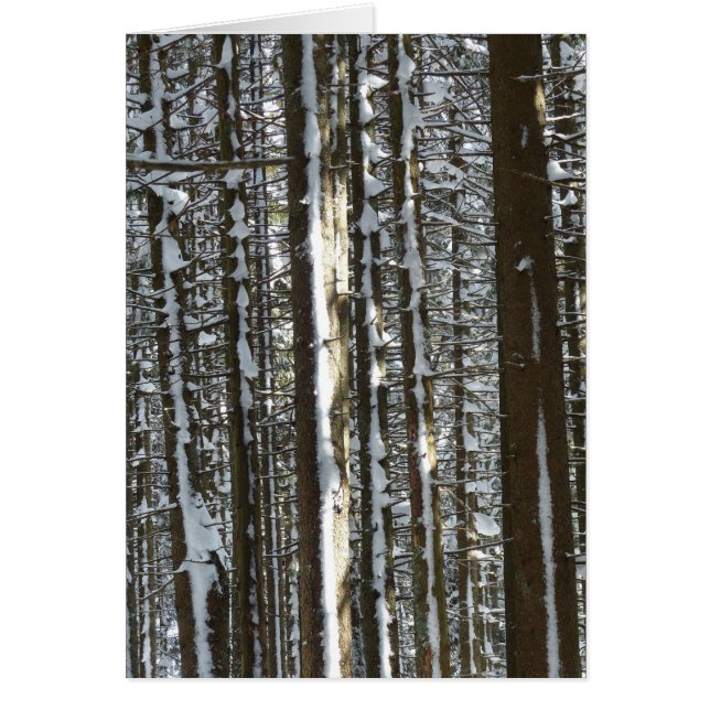 Snowy Fir Tree (Vorne)