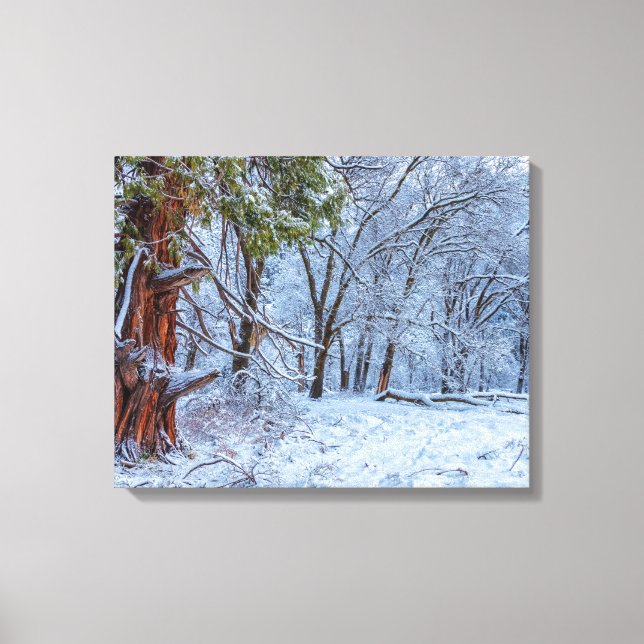 Snowy Forest Scene Leinwanddruck (Vorderseite)