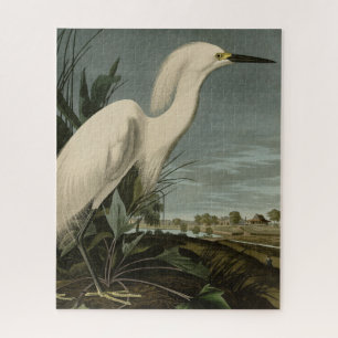 Snowy Heron (Egret) - Audubons Vögel von Amerika