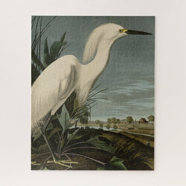 Snowy Heron (Egret) - Audubons Vögel von Amerika (Vertikal)