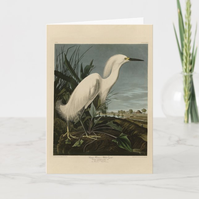 Snowy Heron (Egret) - Audubons Vögel von Amerika Karte (Vorderseite)