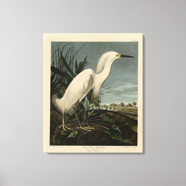 Snowy Heron (Egret) - Audubons Vögel von Amerika Leinwanddruck (Vorderseite)