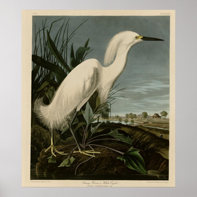 Snowy Heron oder White Egret Poster (Vorne)