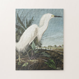 Snowy Heron oder White Egret von Birds of America