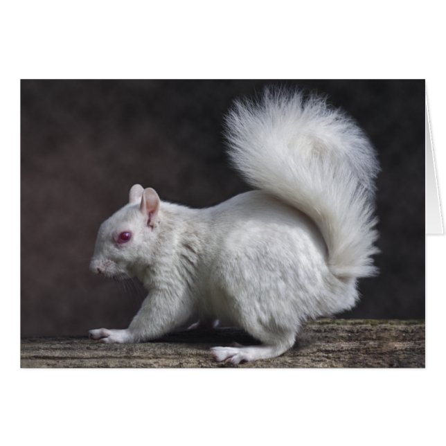 Snowy-Karte (Vorderseite (Horizontal))