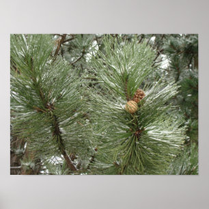 Snowy-Kiefern-Kegel-Plakat Poster