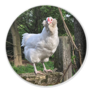 Snowy le poulet Ameraucana fait face à la poignée 