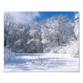 Snowy Marthaler Park und Bäume Fotodruck