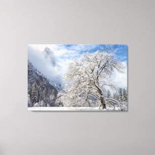Snowy Oak Leinwanddruck