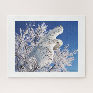 "Snowy Owl"