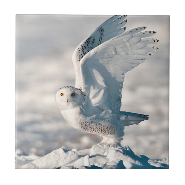 Snowy Owl abheben Fliese (Vorderseite)