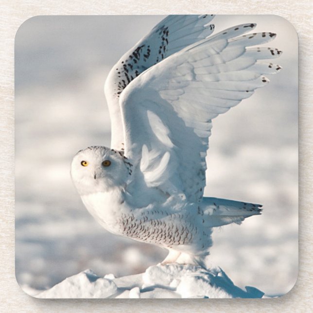 Snowy Owl abheben Getränkeuntersetzer (Vorderseite)