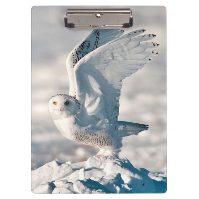 Snowy Owl abheben Klemmbrett (Vorderseite)