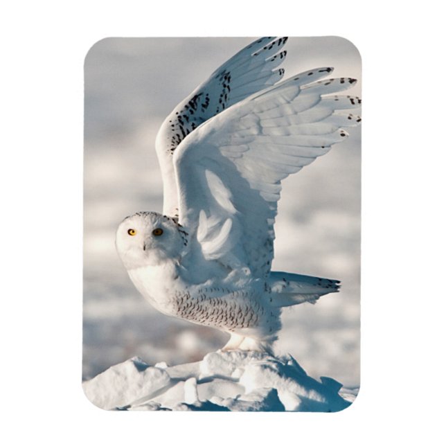 Snowy Owl abheben Magnet (Vertikal)