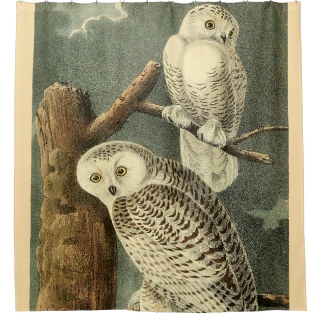 Snowy Owl Audubon Bird Artwork Duschvorhang (Vorderseite)