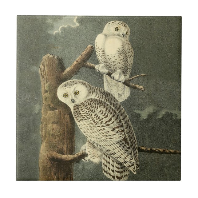 Snowy Owl Audubon Bird Artwork Fliese (Vorderseite)