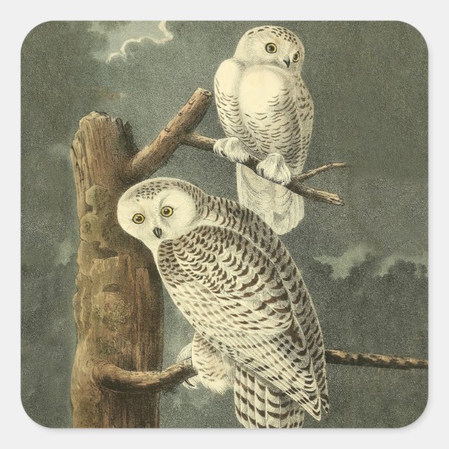Snowy Owl Audubon Bird Artwork Quadratischer Aufkleber (Vorderseite)