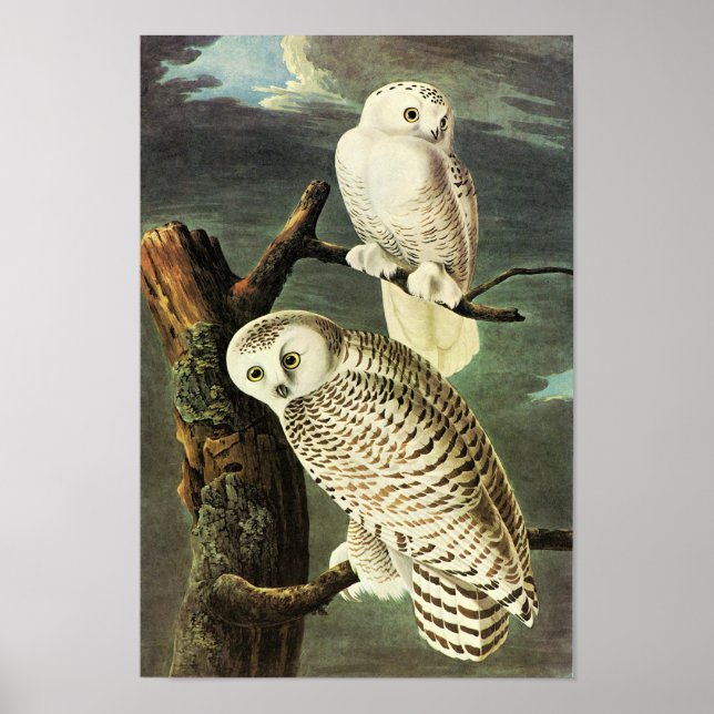 Snowy Owl Audubon Birds of America Fine Art Poster (Vorne)
