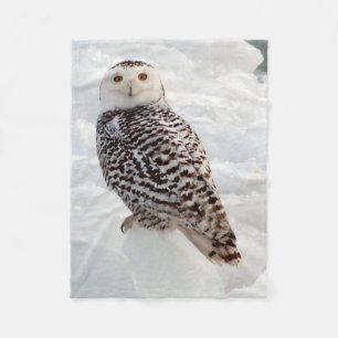 Snowy Owl couverture