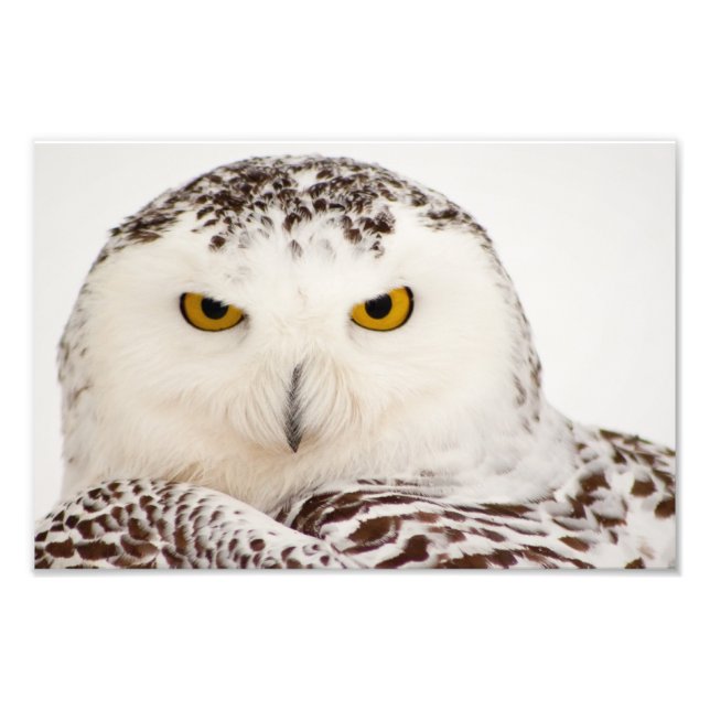 Snowy Owl Foto Print (Vorne)