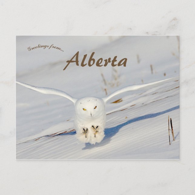 Snowy Owl in Albert Canada Postkarte (Vorderseite)