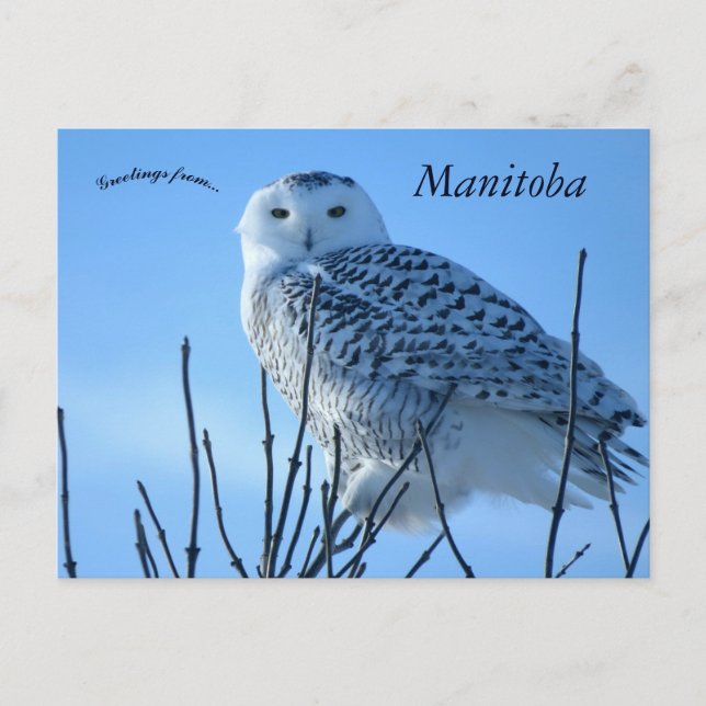 Snowy Owl in Manitoba Canada Postkarte (Vorderseite)