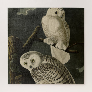 Snowy Owl, John James Audubons Vögel von Amerika