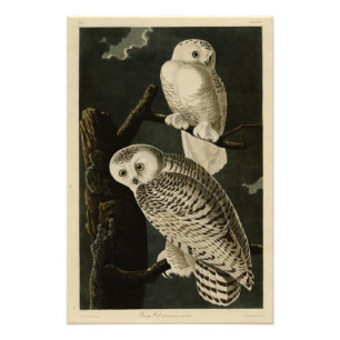 Snowy Owl, John James Audubons Vögel von Amerika Fotodruck