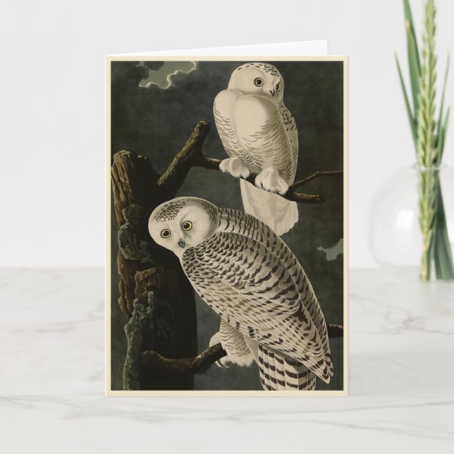 Snowy Owl, John James Audubons Vögel von Amerika Karte (Vorderseite)