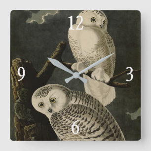 Snowy Owl, John James Audubons Vögel von Amerika Quadratische Wanduhr