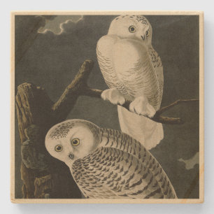 Snowy Owl, John James Audubons Vögel von Amerika Steinuntersetzer