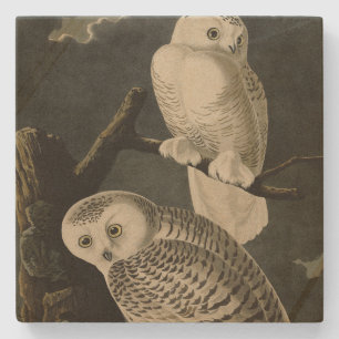 Snowy Owl, John James Audubons Vögel von Amerika Steinuntersetzer