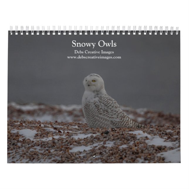 Snowy Owl Kalender 2026 (Titelbild)