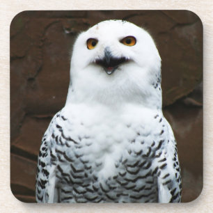 Snowy Owl Küste Getränkeuntersetzer