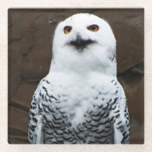 Snowy-Owl-Küste Glasuntersetzer