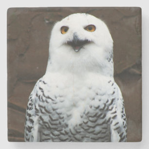 Snowy Owl Küstenercna Steinuntersetzer