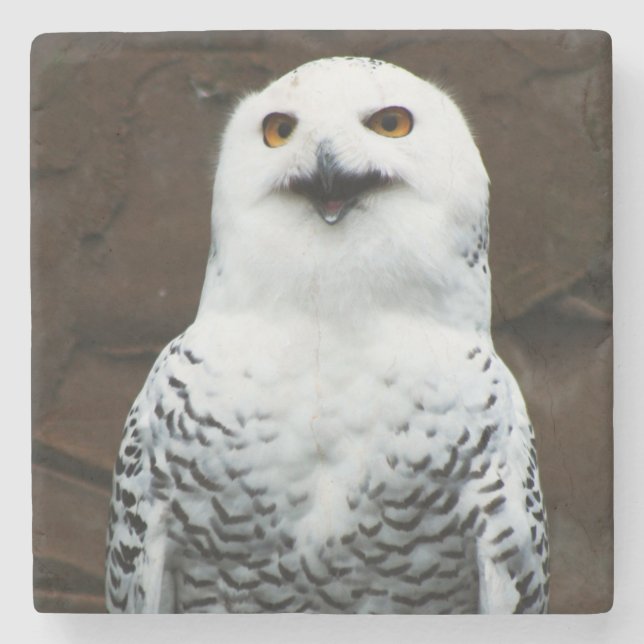 Snowy Owl Küstenercnm Steinuntersetzer (Vorderseite)