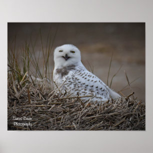 Snowy Owl Lächelndes Poster