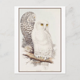 Snowy Owl Lithograph von Edward Lear Postcard Postkarte