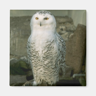 Snowy-Owl-Magnet Magnet