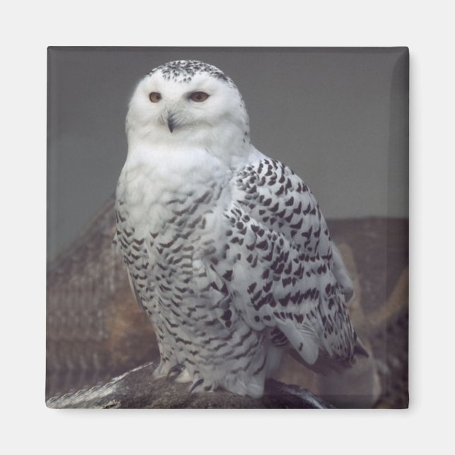 Snowy-Owl-Magnet Magnet (Vorne)