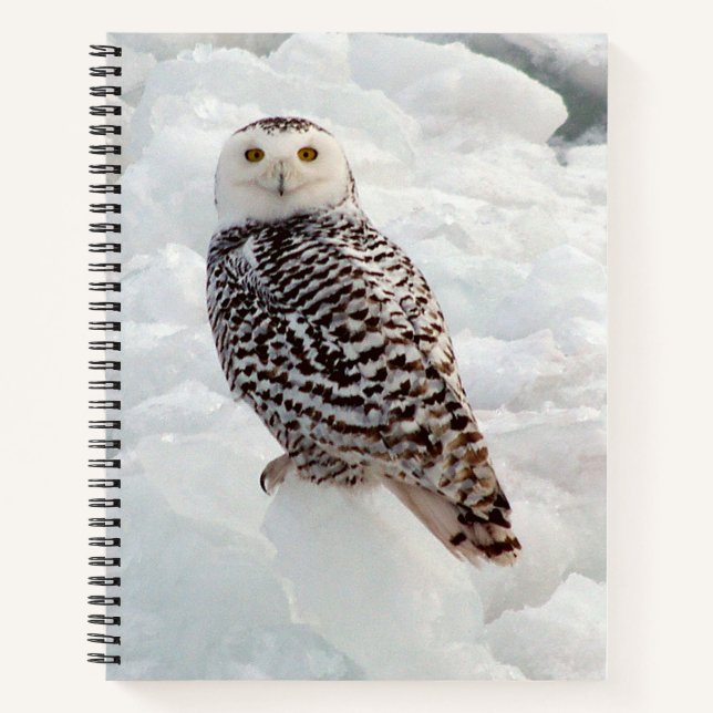Snowy Owl Notebook Notizbuch (Vorderseite)