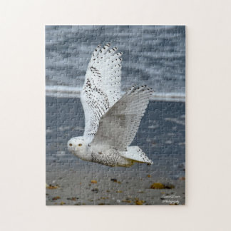 Snowy Owl on a beach 
