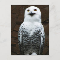 Snowy Owl pccm